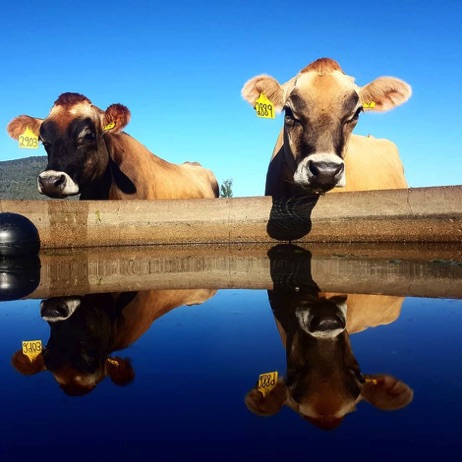 drinking troughs